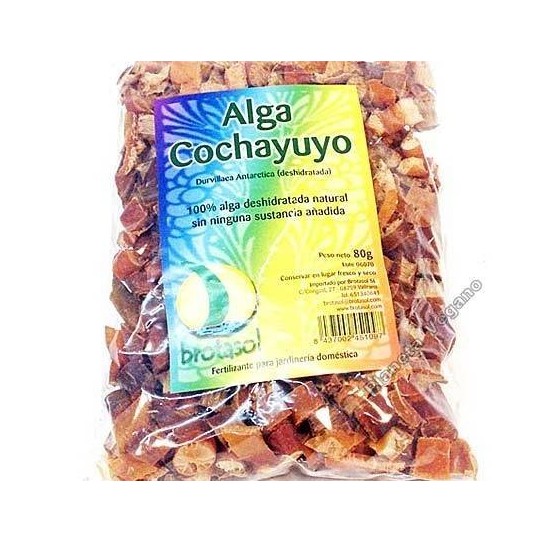 Algas Cochayuyo